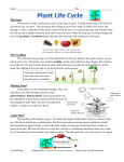 The Seed The Seedling Making Food Adult Plant