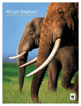 African Elephant