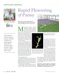 Rapid Flowering of Pansy - MSU Floriculture