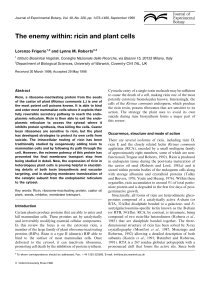 The enemy within: ricin and plant cells