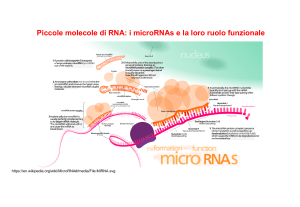 Types of RNA