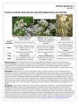 hoary alyssum, perennial pepperweed, and whitetop (April)