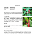 EKOR KUCING Scientific name : Acalypha hispida Common name
