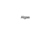 Algae