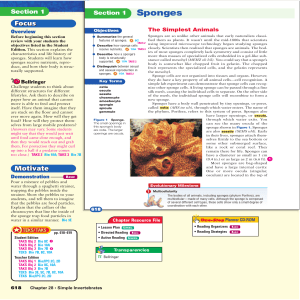 Section 1 Sponges
