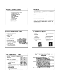 THE INTEGUMENTARY SYSTEM OVERVIEW SKIN AND