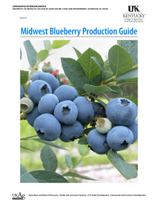 Midwest Blueberry Production Guide
