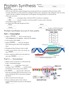 Protein Synthesis - Issaquah Connect