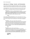 Laboratory 8: Ginkgo, Cycads, and Gnetophytes