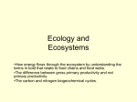 Primary Production in Ecosystems