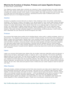 What Are the Functions of Amylase, Protease and Lipase Digestive