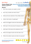 Human Body Quiz P6 - Muscles