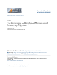 The Biochemical and Biophysical Mechanisms of Macrophage