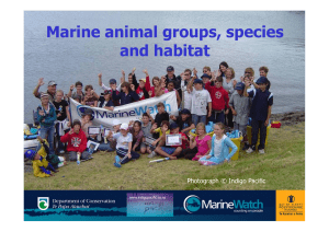 Marine animal groups, species and habitat