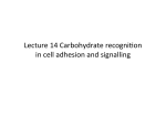 Lecture 14-Carbohydrate recognition in cell adhesion and signalling