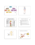 Autonomic Nervous System Peripheral NS and Spinal Cord A