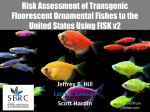 Risk Assessment of Transgenic Fluorescent Ornamental Fishes to
