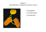 Chapter 7 Recombination in Bacteria and their Viruses