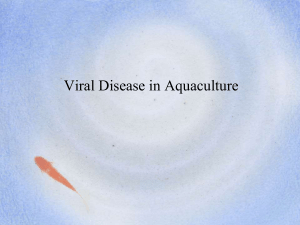 Viral Disease in Aquaculture
