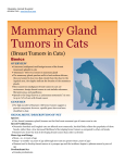 Breast Tumors, Cats - Glendale Animal Hospital