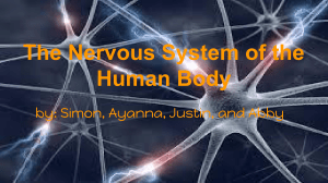 The Nervous System of the Human Body