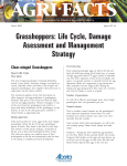 Grasshoppers: Life Cycle, Damage Asessment and Management