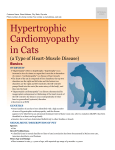 Hypertrophic Cardiomyopathy in Cats