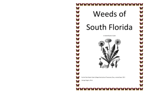 Weeds of South Florida - Palm Beach State College