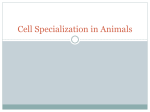 Cell Specialization in Animals