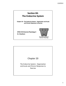 Section 04: The Endocrine System Section 04: The Endocrine