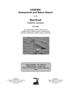 Red Knot (Calidris canutus) - Registre public des espèces en péril