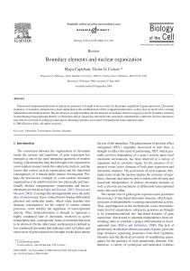 Boundary elements and nuclear organization