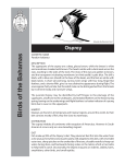 Osprey Fact Sheet - Bahamas National Trust