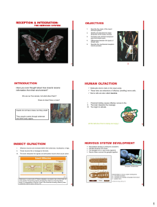 HUMAN OLFACTION INSECT OLFACTION