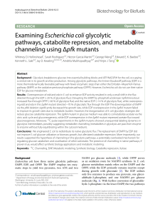 Examining Escherichia coli glycolytic pathways, catabolite