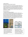 G. ERIC SCHALLER Plant Hormones: Perception and Signal