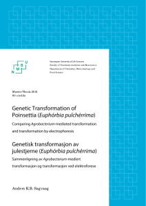 Genetic Transformation of Poinsettia (Euphórbia
