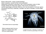 Phylum Arthropoda—means “jointed feet/legs”