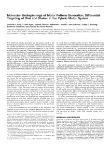 Molecular Underpinnings of Motor Pattern Generation: Differential