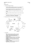 peripheral circulation