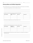 Photosynthesis and Cellular Respiration