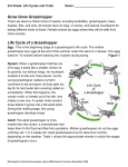 Grow Grow Grasshopper Life Cycle of a Grasshopper