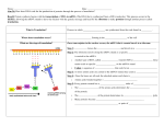 Aim 24: How does DNA code for the production of proteins through