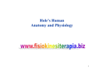 Hole`s Human Anatomy and Physiology