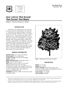 Acer rubrum `Red Sunset` - Environmental Horticulture