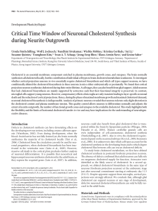 Critical Time Window of Neuronal Cholesterol Synthesis during