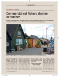 Commercial eel fishers decline in number
