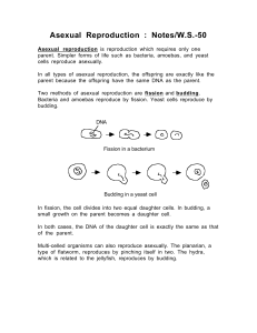 Asexual Reproduction : Notes/W.S.-50