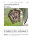 Uroderma bilobatum (Tent-making Bat)
