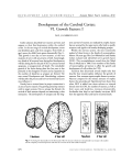 Development of the Cerebral Cortex: VI. Growth Factors